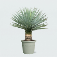 Yucca Rostrata   100cm