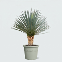 Yucca Rostrata 'Blue Swan'   100cm