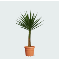 Yucca Elephantipes op stam   230 cm