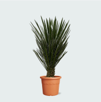 Yucca Filifera   130 cm