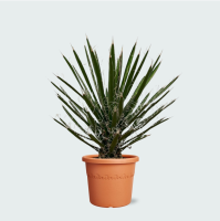 Yucca Filifera   90cm