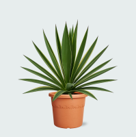 Yucca Gloriosa Variegata   50cm