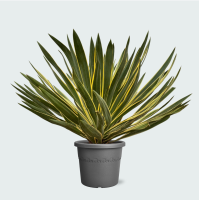 Yucca Gloriosa Variegata   80 cm