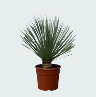 Yucca Rostrata   90 cm
