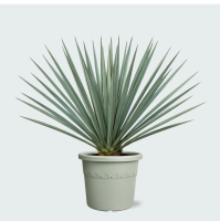 Yucca Rostrata 'Blue Swan'   50cm