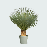 Yucca Rostrata   120 cm