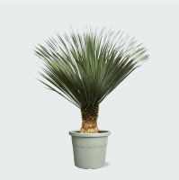 Yucca Rostrata   160cm