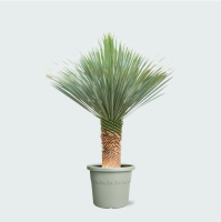 Yucca Rostrata   170cm