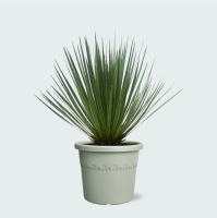Yucca Rostrata   50cm