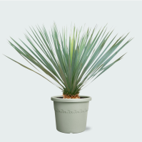 Yucca Rostrata   70cm