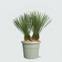 Yucca Rostrata dubbele stam   100cm