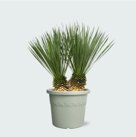 Yucca Rostrata dubbele stam   120 cm