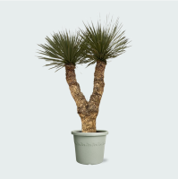 Yucca Rostrata Hidra   200 cm