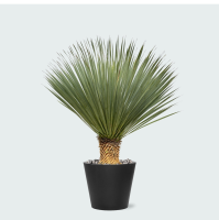 Green bubble Combi deal   Yucca Rostrata op stam inclusief Bucket   120 cm