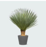 Combi deal   Yucca Rostrata op stam inclusief Bucket   120 cm