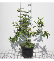 Viburnum x burkwoodii   pot   40 60 cm