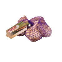 Buzzy winter plantlook Violet Germidour 40/50   paarse look   netje 5 stuks