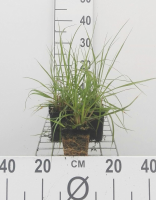 Pennisetum alopecuroides   pot 9x9 cm  