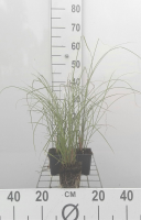 Miscanthus sinensis 'Gracillimus'   pot 9x9 cm  