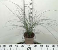 Miscanthus sinensis 'Gracillimus'   pot 3L  
