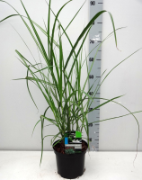 Miscanthus sinensis 'Malepartus'   pot 3L  