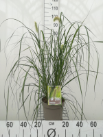 Pennisetum alopecuroides 'Hameln'   pot 3L  
