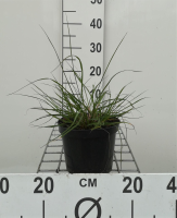 Pennisetum alopecuroides 'Hameln'   pot 1,5L  
