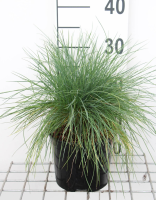 Festuca glauca 'Elijah Blue'   pot 3L  