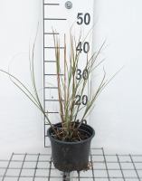 Miscanthus sinensis 'Gracillimus'   pot 2L