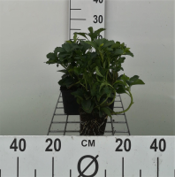 Pachysandra terminalis   pot 9x9 cm