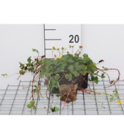 Waldsteinia ternata   pot 9x9 cm