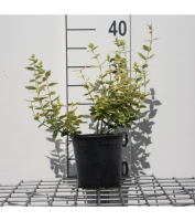 Euonymus fortunei 'Emerald 'n' Gold'   pot 1,3L   15 20 cm