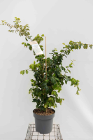 Parrotia persica   pot 12L   100 125 cm