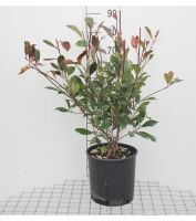 Photinia x fraseri 'Red Robin'   pot 10L   100 125 cm