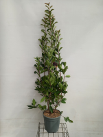 Photinia x fraseri 'Red Robin'   pot 12L   125 150 cm