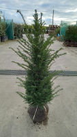 Taxus baccata   aardekluit   80 100 cm