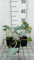 Crambe maritima   pot 9x9 cm (Zeekool)  