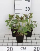 Agastache 'Blue Fortune'   pot 9x9 cm (Dropplant)  