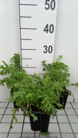 Tanacetum vulgare   pot 9x9 cm (Boerenwormkruid)  