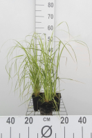 Cortaderia selloana 'Rosea'   pot 9x9 cm  