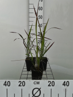 Imperata cylindrica 'Red Baron'   pot 9x9 cm  