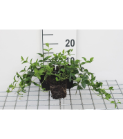 Vinca minor   pot 9x9 cm