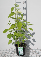 Hydrangea arborescens 'Annabelle'   pot   30 50 cm  