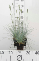 Festuca glauca 'Elijah Blue'   pot 9x9 cm  