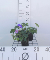 Geranium 'Gerwat' (Rozanne)   pot 9x9 cm  