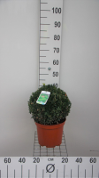 Buxus sempervirens   pot   bolvorm diameter 30+ cm