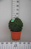 Buxus sempervirens   pot   bolvorm diameter 35+ cm