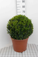 Buxus sempervirens   pot   bolvorm diameter 45+ cm