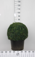Buxus sempervirens   pot   bolvorm diameter 55+ cm