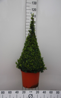 Buxus sempervirens   pot   80+ cm   piramidevorm